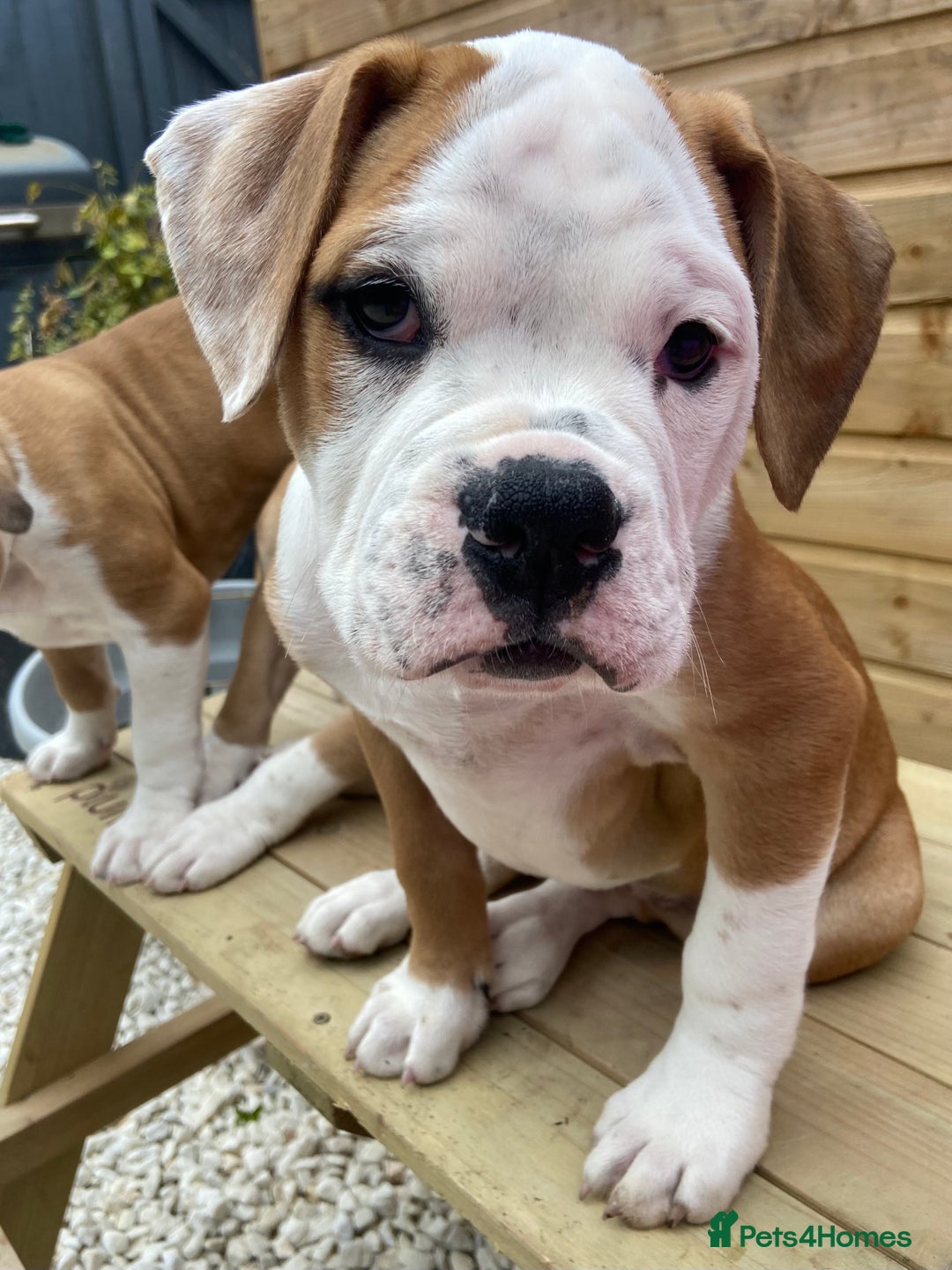 Alapaha Blue Blood Bulldog dogs for sale: Beautiful Alapaha blue bulldogs  - Image 8