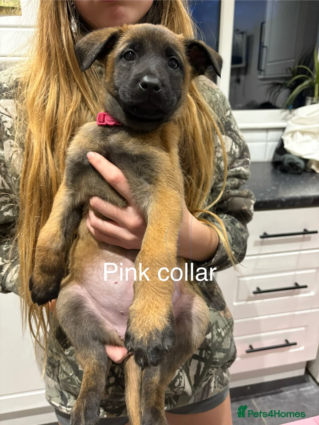 Belgian Shepherd Dog dogs for sale: Belgian Malinois Puppies - Advert 6