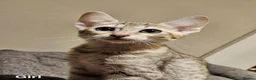 Savannah cats for sale: Stunning F5 SBT Savannah Kittens in Bradford - Advert 3