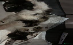 Domestic Shorthair cats for sale: Kittens - Image 2
