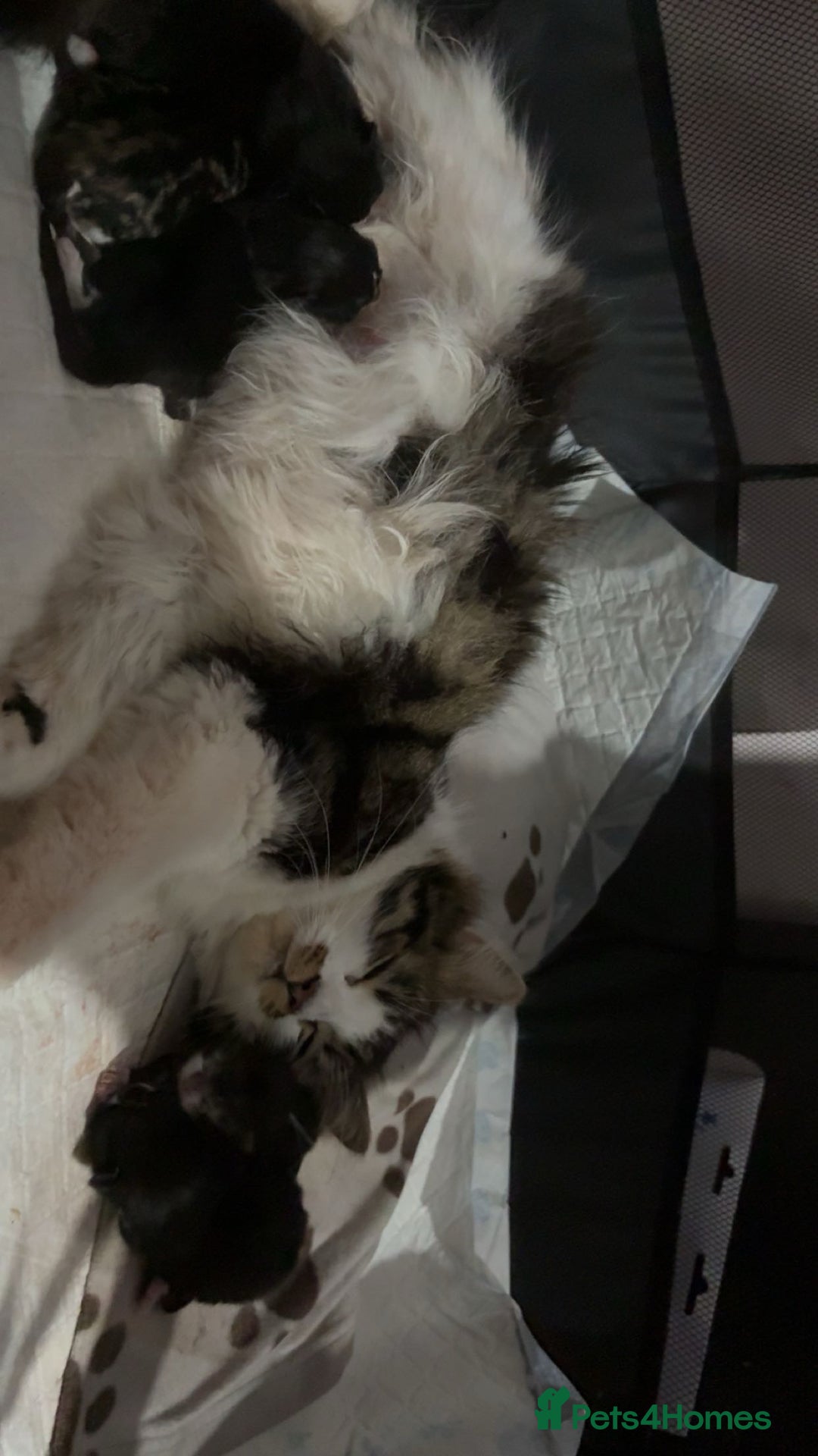 Domestic Shorthair cats for sale: Kittens - Image 2