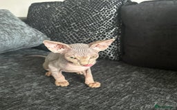 Sphynx cats for sale: Two bonded Sphynx cat brother  - Image 5
