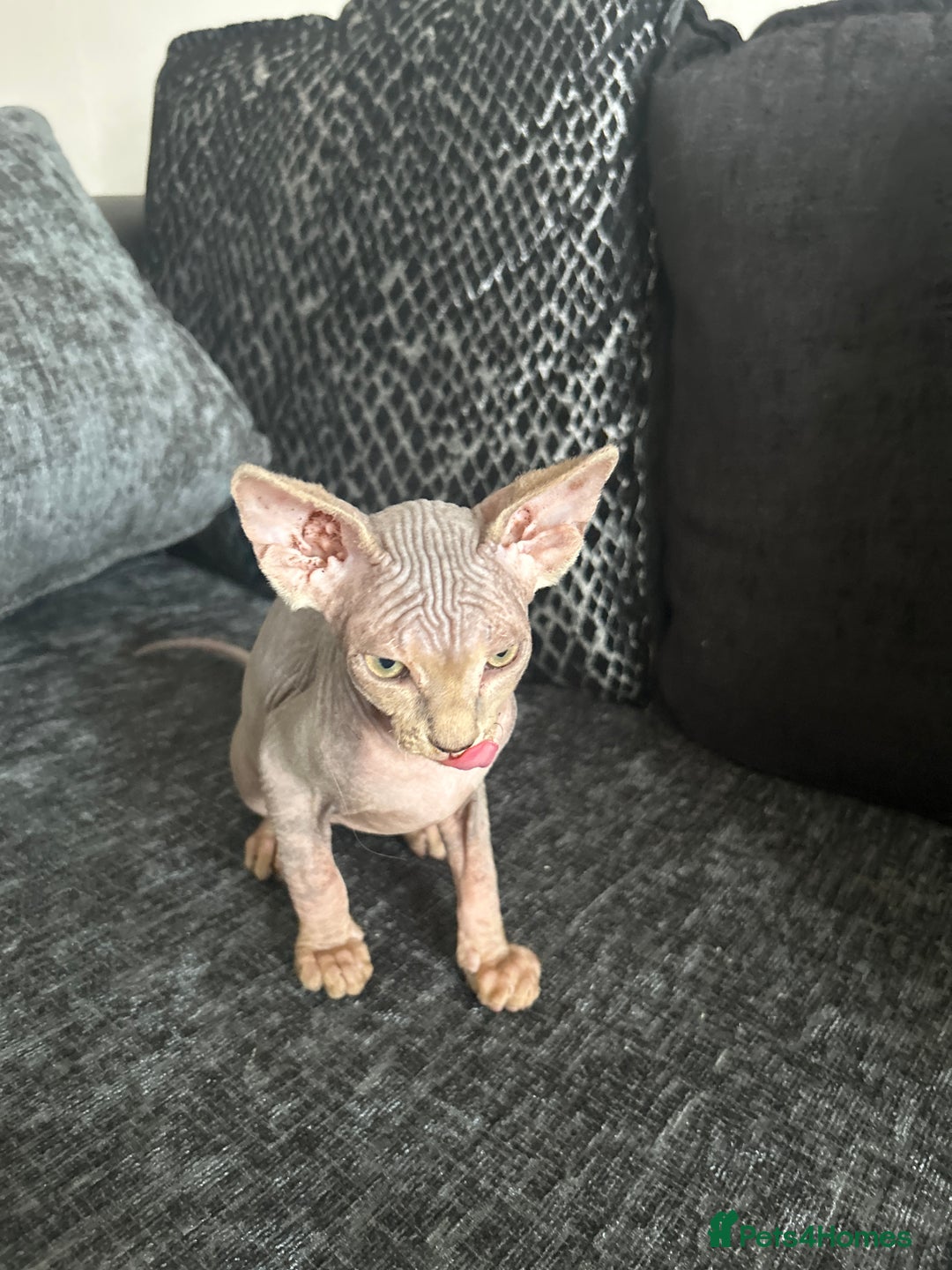 Sphynx cats for sale: Two bonded Sphynx cat brother  - Image 5