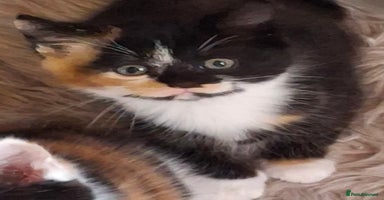 Mixed Breed cats - Advert 1