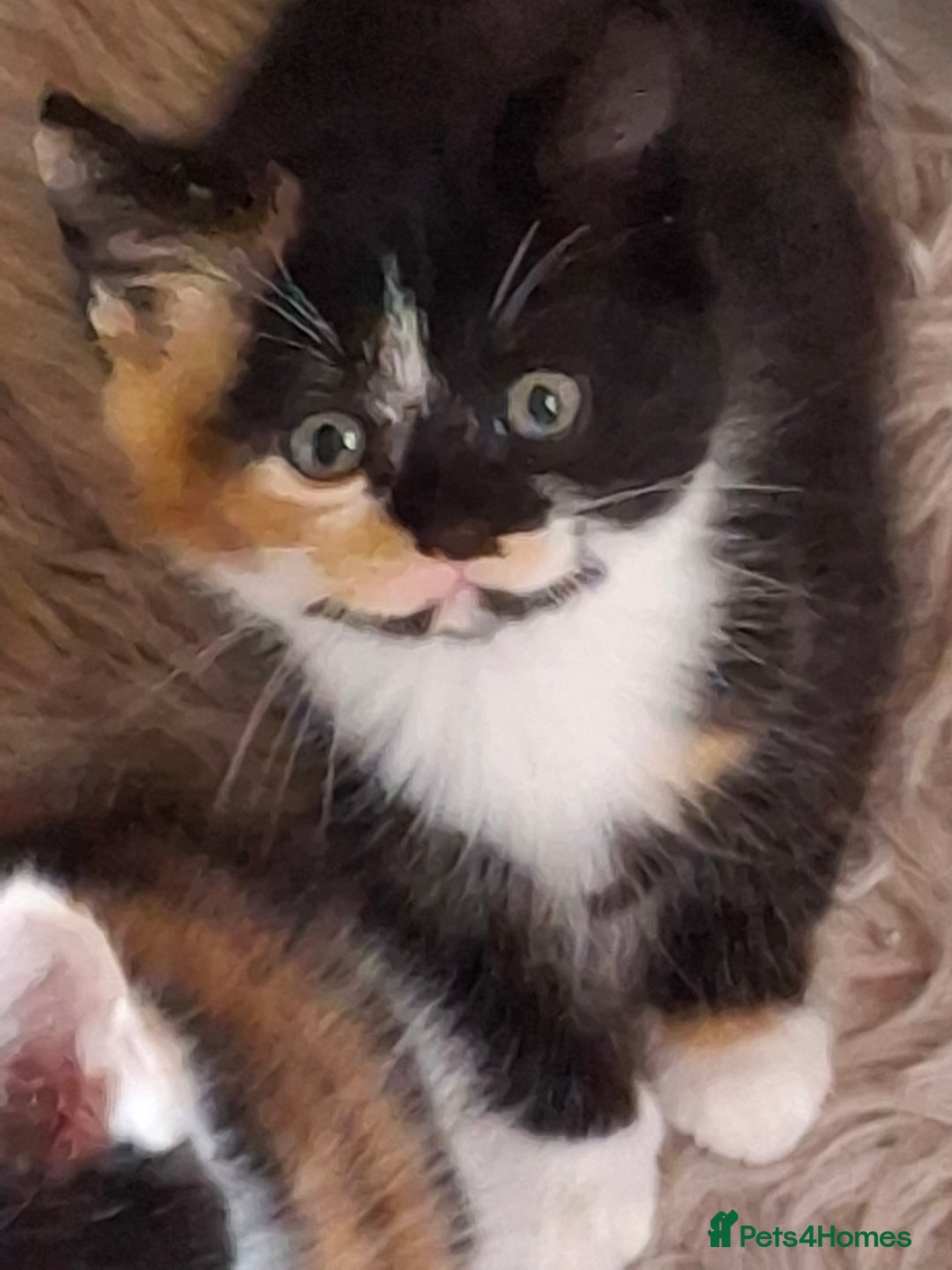 Mixed Breed cats for sale: 3 adorable little kittens for sale  - Image 3