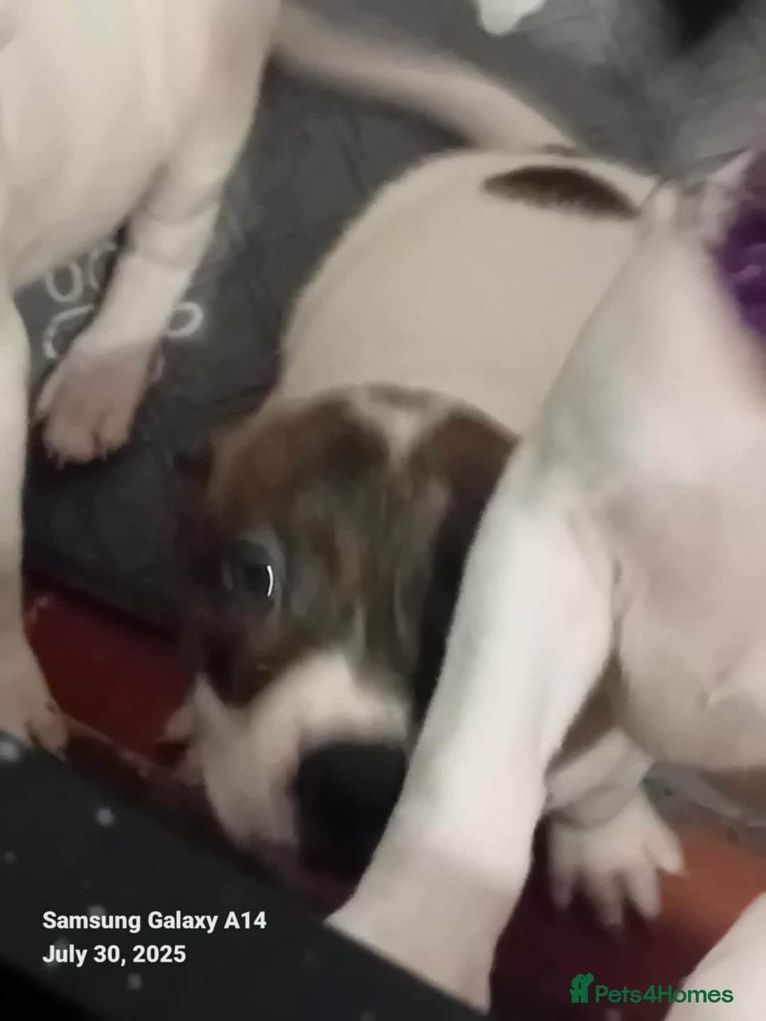 Staffordshire Bull Terrier dogs for sale: Staffie puppies for sale  - Image 14