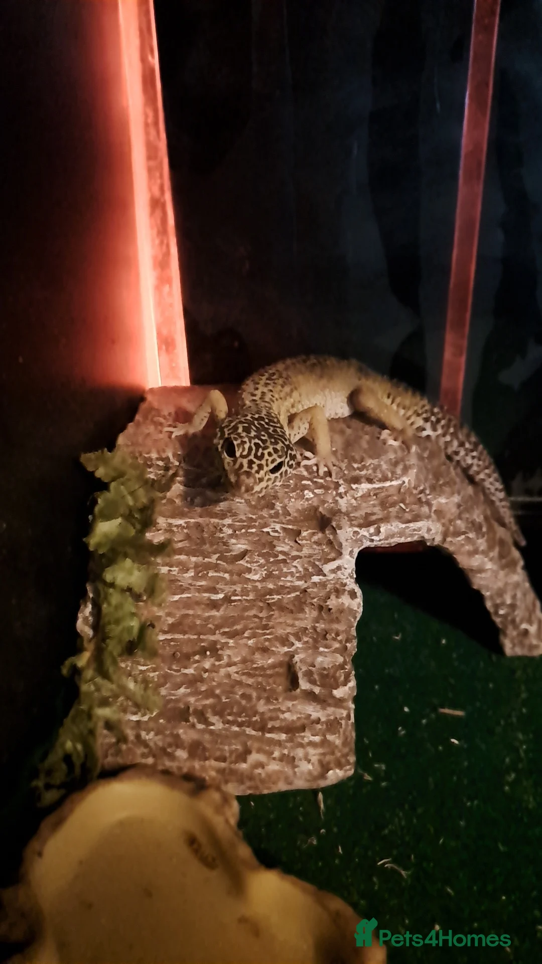 Leopard Gecko reptiles for sale: 1 female leopard gecko. - Advert 2