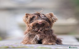 Yorkshire Terrier dogs for sale: Biewer Yorkshire terrier in Glasgow - Image 1
