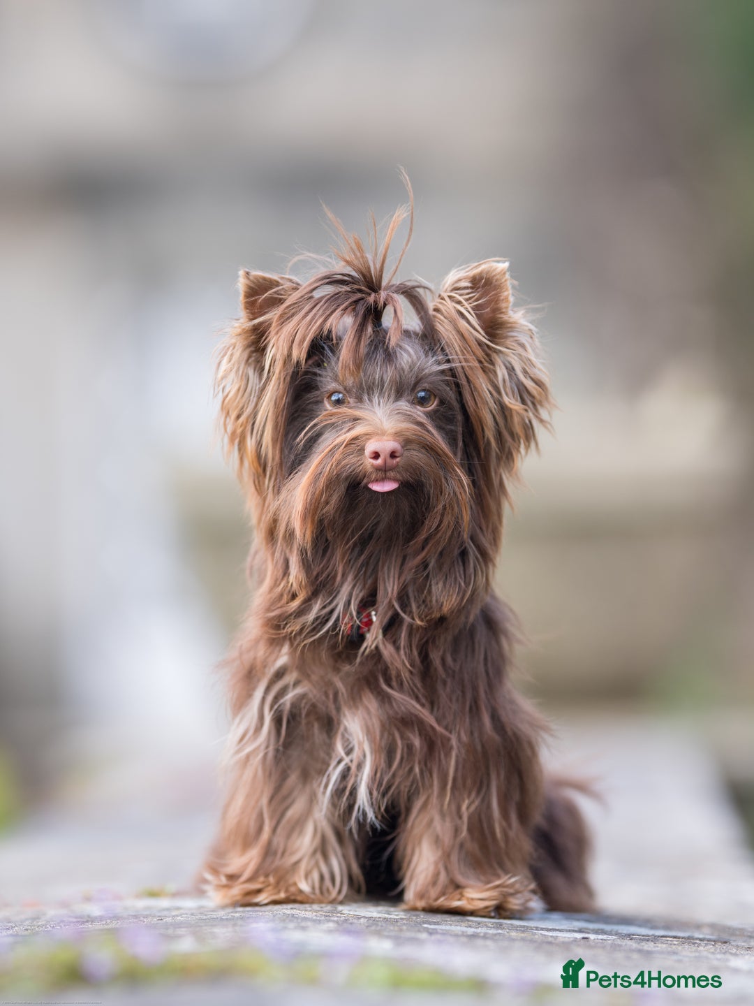 Yorkshire Terrier dogs for sale: Biewer Yorkshire terrier in Glasgow - Image 1
