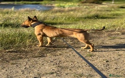 English Bull Terrier dogs for sale: Beautiful English Bull terrier puppy  - Image 4