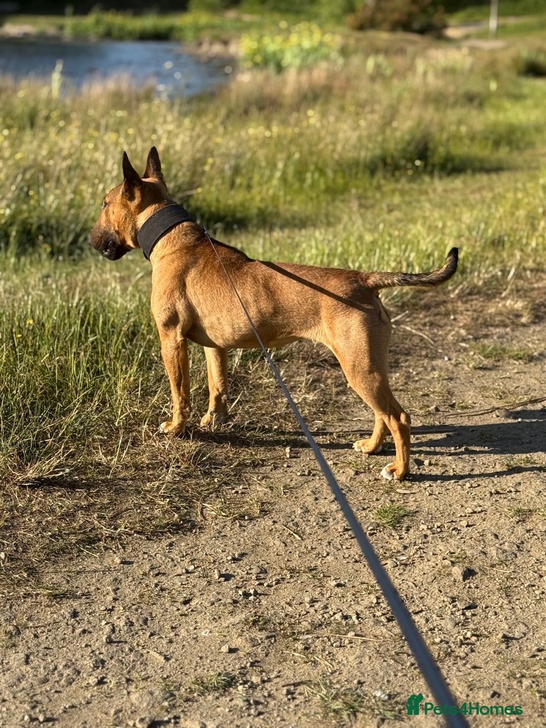 English Bull Terrier dogs for sale: Beautiful English Bull terrier puppy  - Image 4