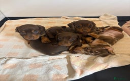 Miniature Dachshund dogs for sale: 🤩 3 Kc mini dachshund 🤩 - Advert 12