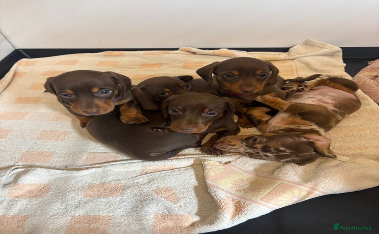 Miniature Dachshund dogs - Advert 2