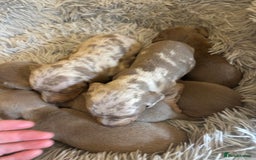Dachshund dogs for sale: Dachshund Isabella dapple puppies  - Image 5