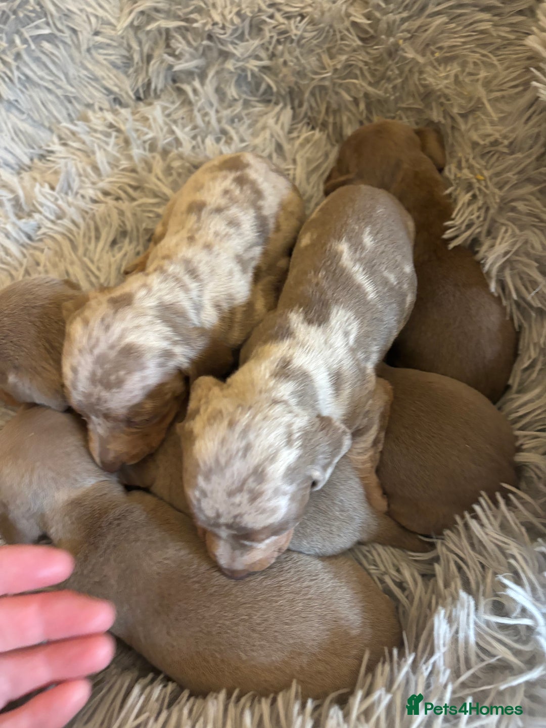 Dachshund dogs for sale: Dachshund Isabella dapple puppies  - Image 5