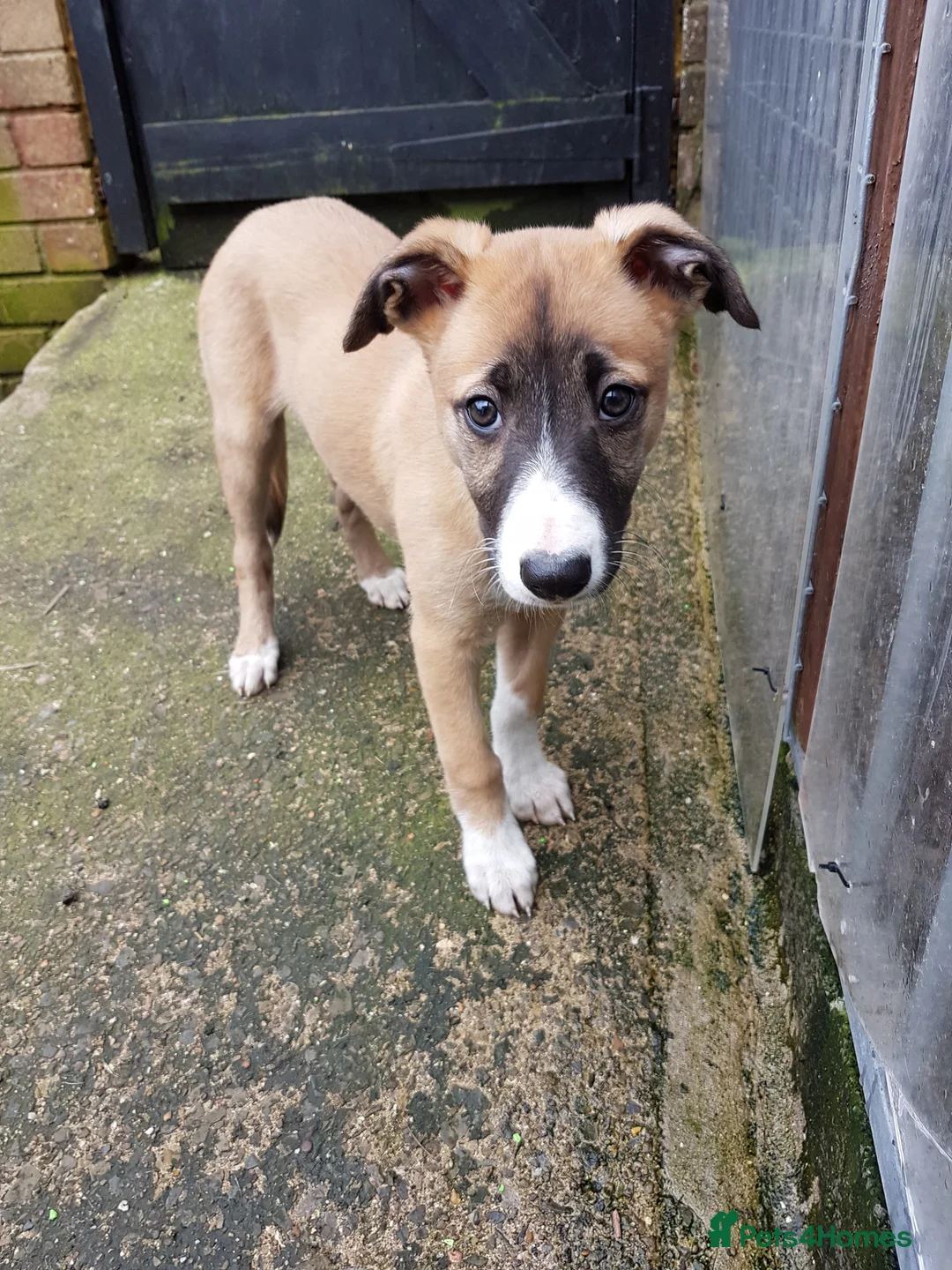 Mixed Breed dogs for sale: 2x female Whippet X Collie - Advert 12