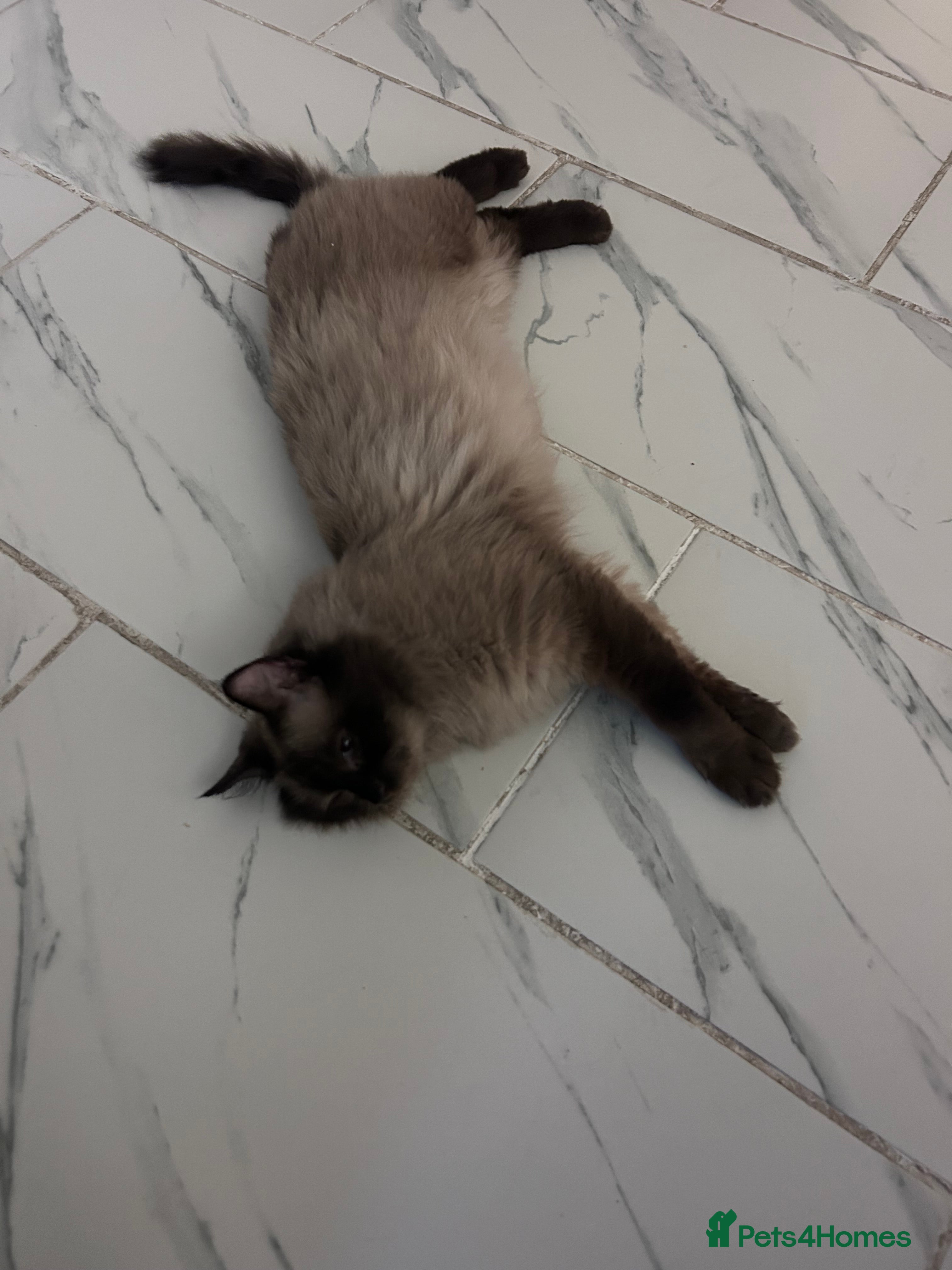 Ragdoll cats  Ragdoll cat male available(6 years old) - Advert 9