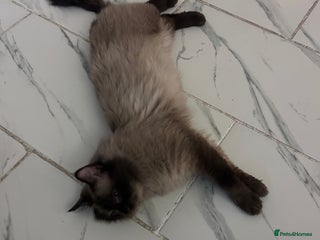 Ragdoll cats Ragdoll cat male available(6 years old) - Advert 9
