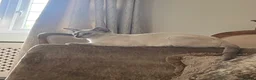 Siamese cats for sale: Two female siamese kittens  - Advert 8