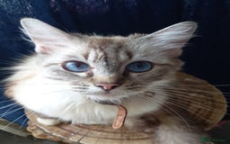 Ragdoll cats for sale: Half ragdoll kitten - Image 4