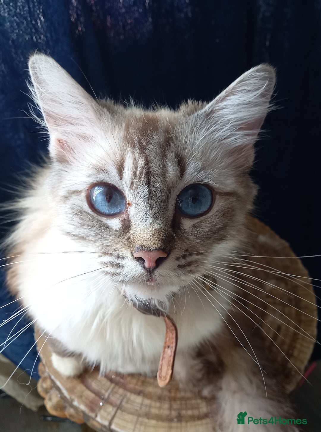 Ragdoll cats for sale: Half ragdoll kitten - Image 4