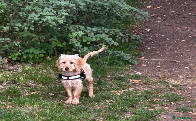 Cockapoo dogs - Advert 1