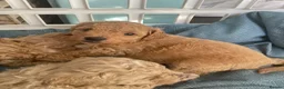 Poochon dogs for sale: Perfect poochon Perfection  in Colchester - Advert 16