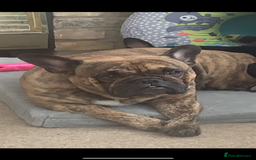Mixed Breed dogs for sale: Lexi  - Image 4