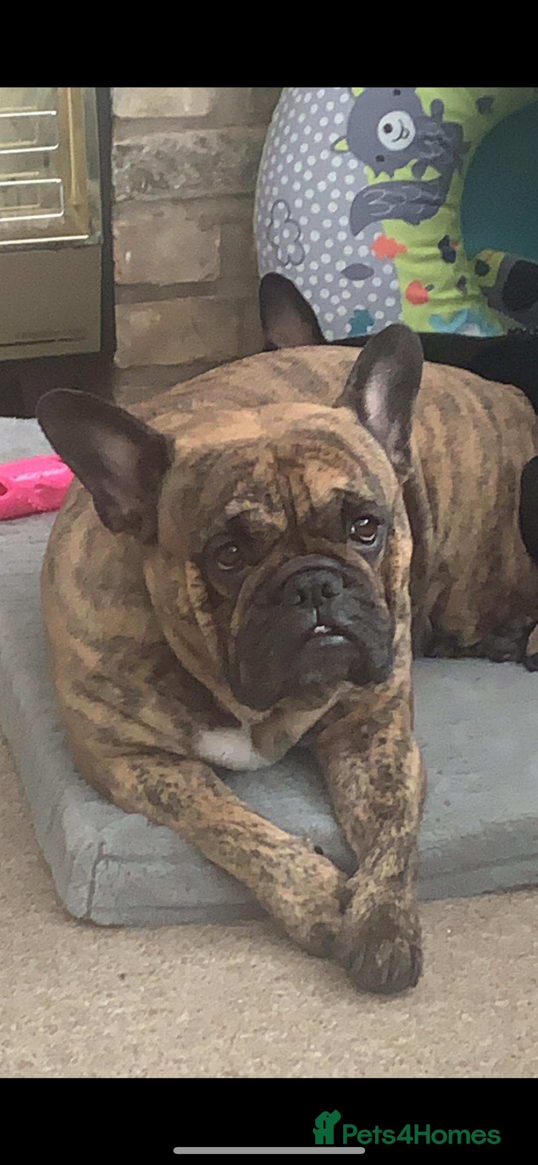 Mixed Breed dogs for sale: Lexi  - Image 4