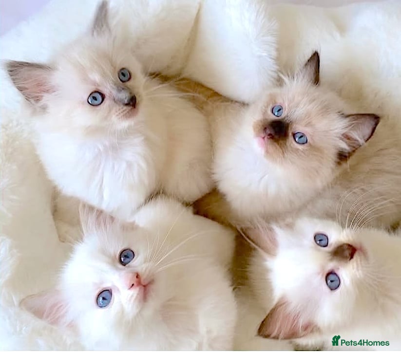 Ragdoll cats NEW LITTER OF RAGDOLL KITTENS  - Advert 16