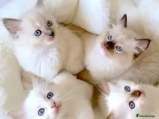 Ragdoll cats NEW LITTER OF RAGDOLL KITTENS - Advert 16