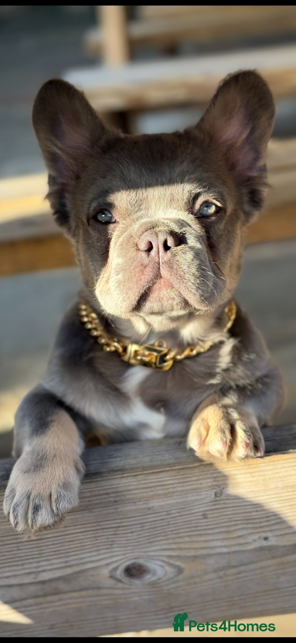 French Bulldog dogs Fluffy French Bulldog - Advert 2