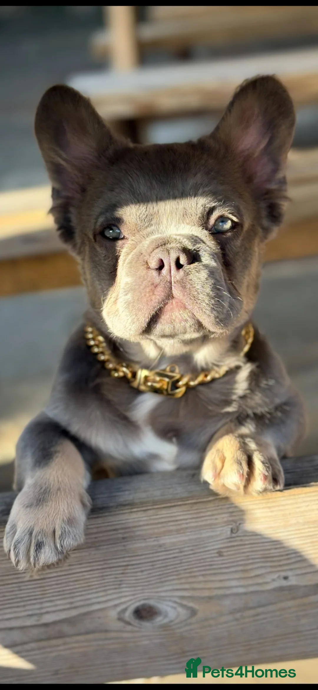 French Bulldog dogs for sale: Fluffy French Bulldog - Advert 1