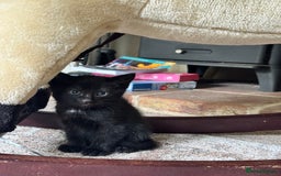 British Shorthair cats for sale: Short haired kittens  - Image 14