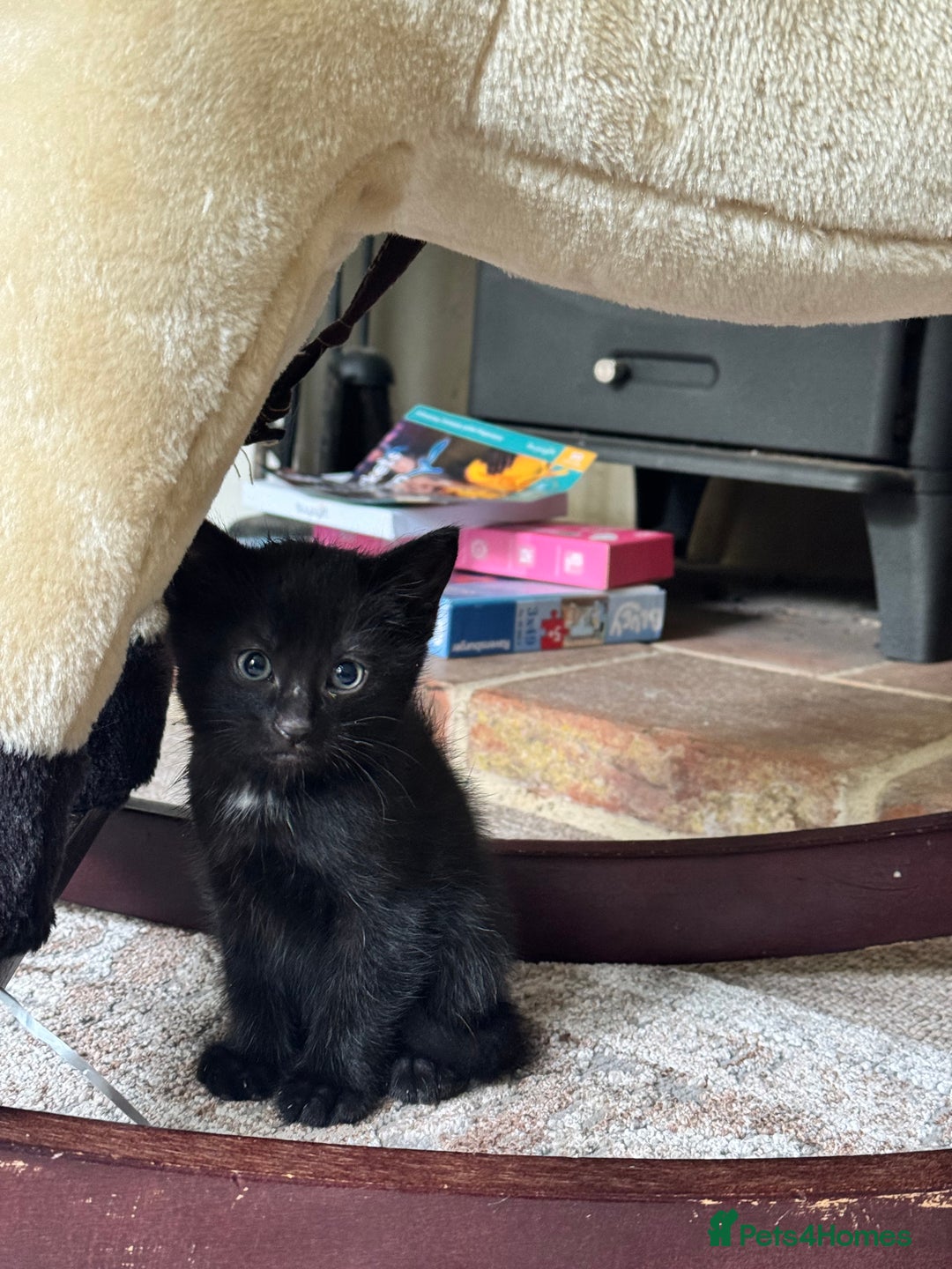 British Shorthair cats for sale: Short haired kittens  - Image 14
