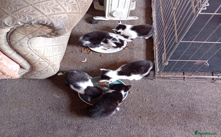 Mixed Breed cats - Advert 1