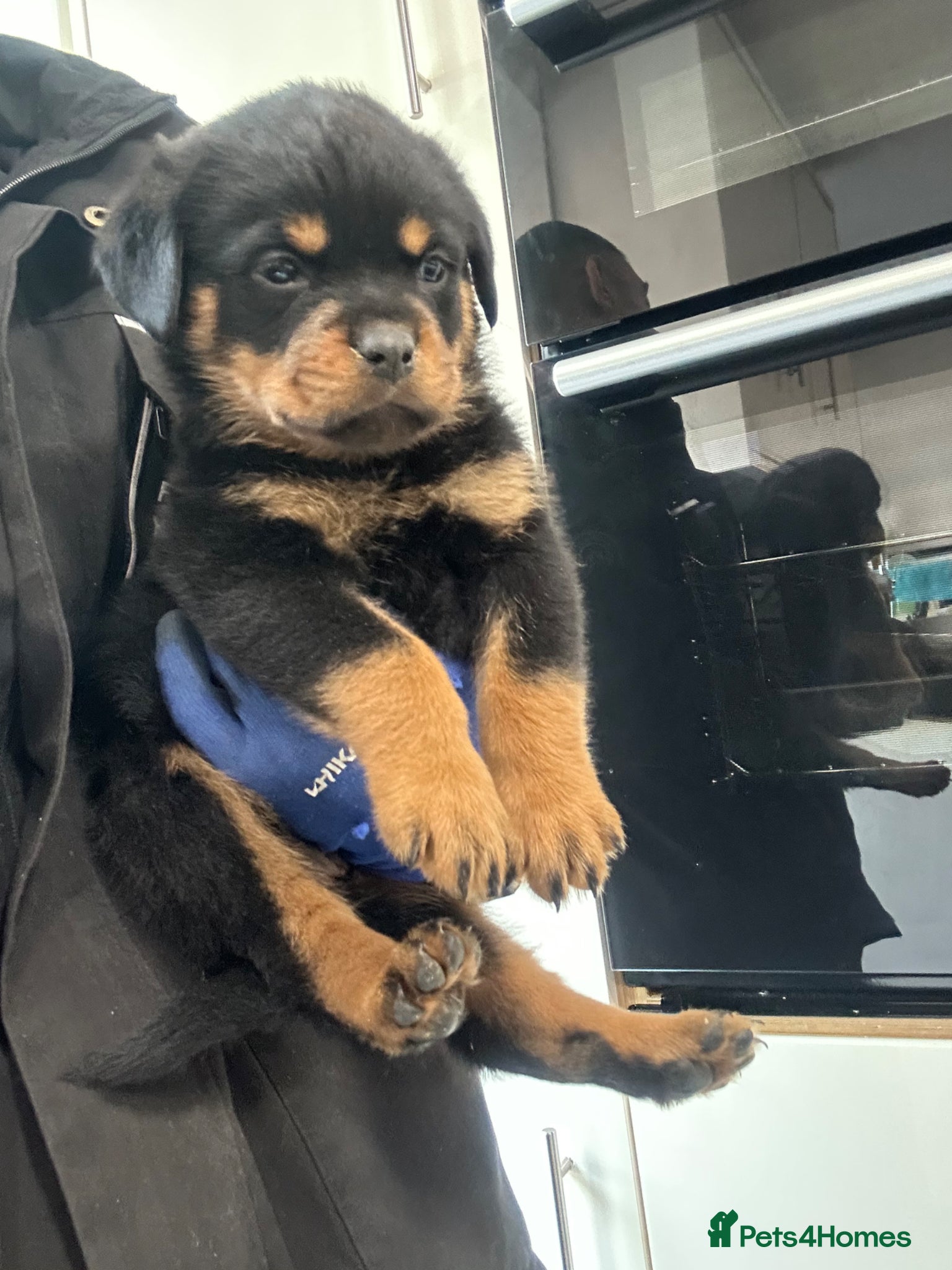 Rottweiler Puppy 3