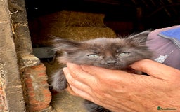 Mixed Breed cats for sale: Black, black/white kittens from 8 weeks & upwards - Image 8