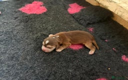 Cocker Spaniel dogs for sale: Cocker Spaniel Puppies - Image 15