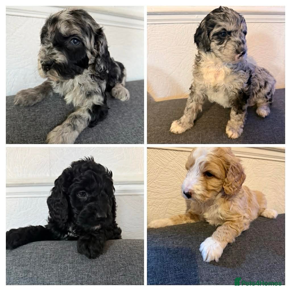 Australian Labradoodle dogs AUSTRALIAN LABRADOODLE  - Advert 18