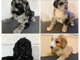 Australian Labradoodle dogs AUSTRALIAN LABRADOODLE - Advert 18