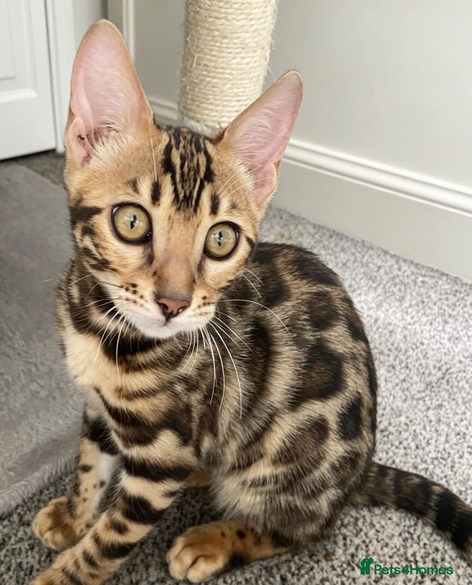Bengal cats LAST THREE Ready now GCCF REGISTERED  - Advert 2