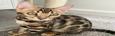 Bengal 2