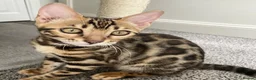 Bengal cats for sale: ‼️UPDATE ‼️Ready now TICA REGISTERED  - Advert 2