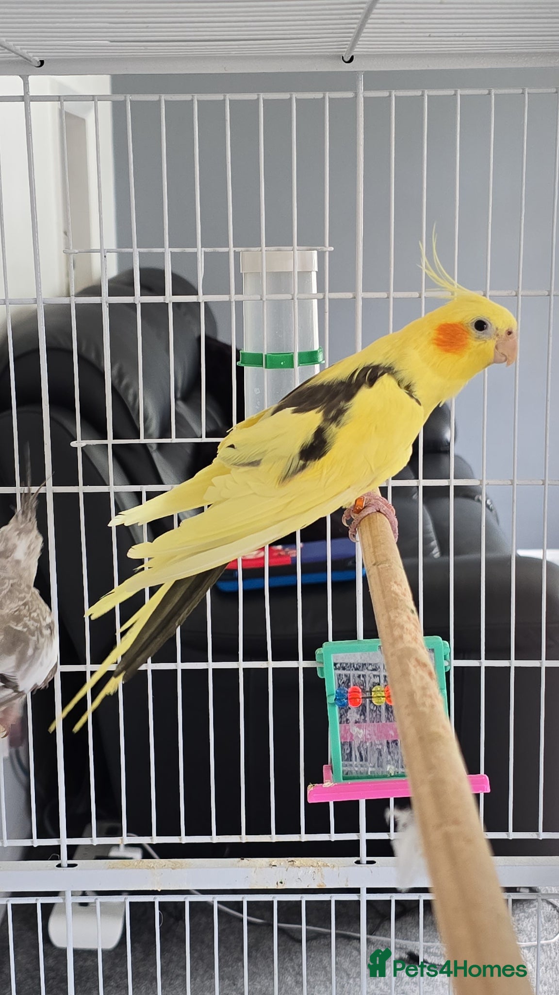 Cockatiels birds 2 cockatiels+cage  - Advert 13