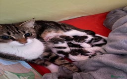 Mixed Breed cats for sale: 5 wee kittens needing homes. - Image 4