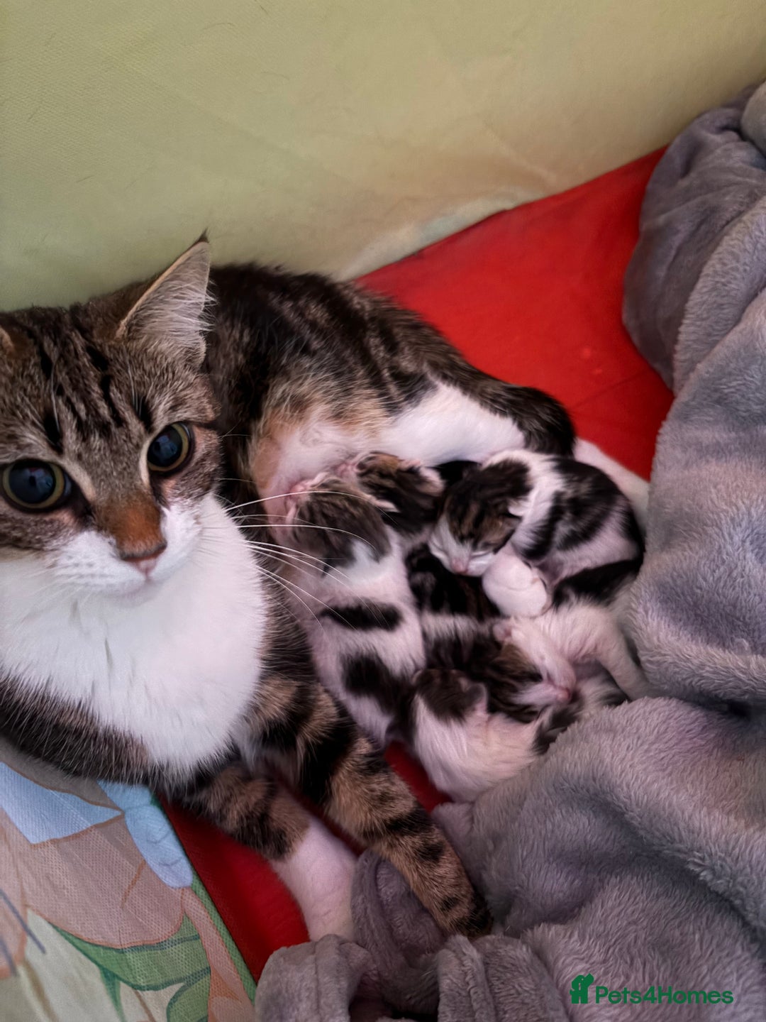 Mixed Breed cats for sale: 5 wee kittens needing homes. - Image 4