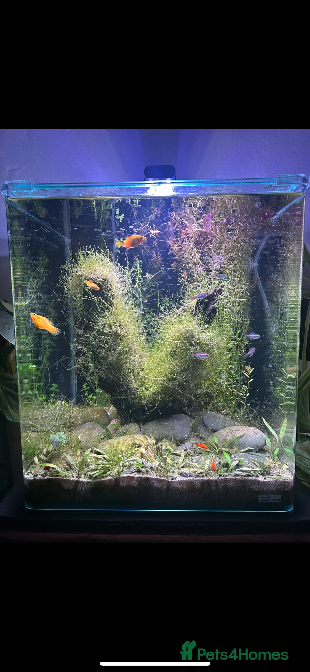 Live Bearers fish for sale: Complete tropical fish tank setup 🐟 - Advert 2