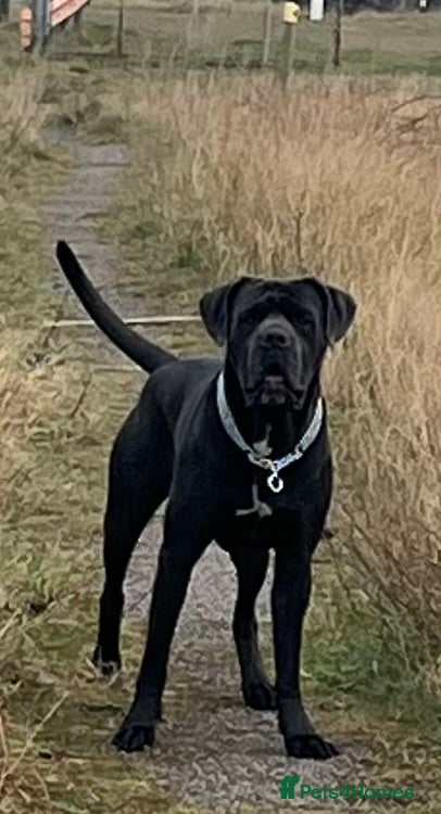 Cane Corso dogs Blue male cane corso  - Advert 1