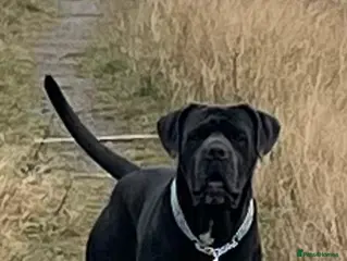 Cane Corso dogs Blue male cane corso - Advert 1